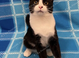 Male 1 year old