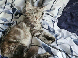 Female main coon kitten