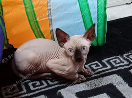 Male Sphynx