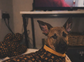 Gizmo | German Shepherd x Lurcher