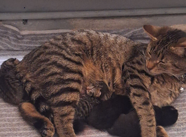3 Male Kittens