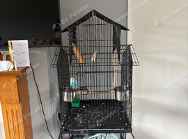 Budgie and cage