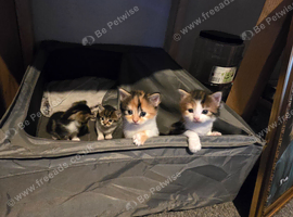 4 beautiful kittens
