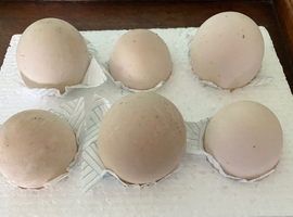 Six Shetland Duck Eggs for Hatching