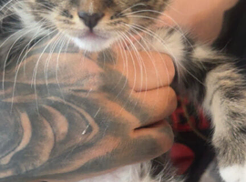Kittens for sale