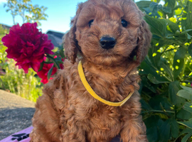 Cocker x poodle puppies