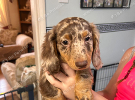Miniature dachshund
