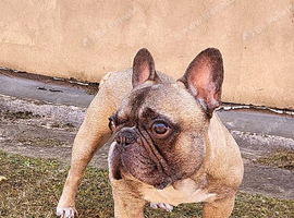 3 year old male