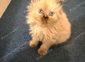 6 ragdoll x Persian kittens