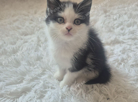 Female half persian kitten black and white
