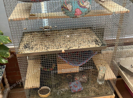 Ebony Chinchilla and cage