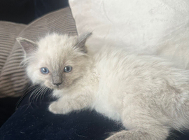 Ragdoll kitten