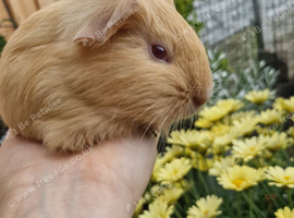 Beaulful shelte guineapig