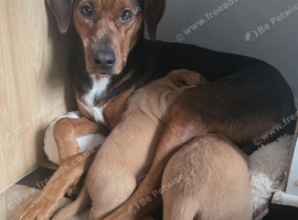 Golden / Fox Red Labrastaff &times; Labrador Puppies
