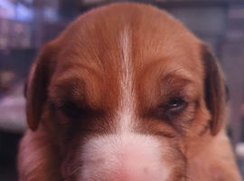 Bull Terrier Cross Puppies