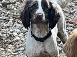 Female cocker spaniel
