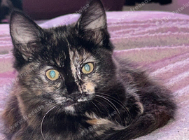 Beautiful Tortoiseshell Kitten &ndash; Ready for Her Forever Home!