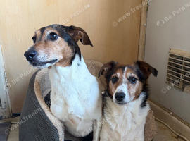 Jack Russell Sisters - Need a loving home