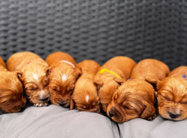 Beautiful Cocker spaniels puppies