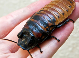 Madagascar cockroach