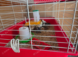 2 week old chicks