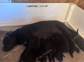 Working black lab puppies