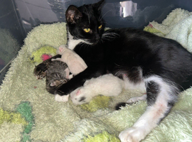 Four kittens