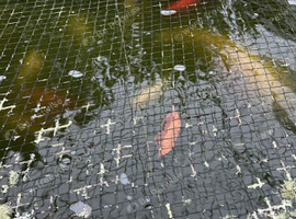 Various goldfish