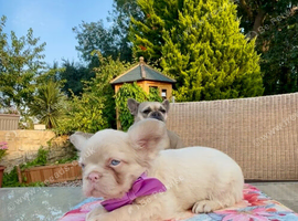 Fluffy pink frenchies