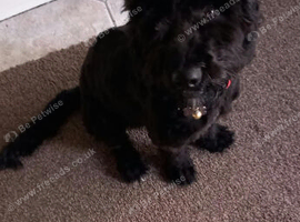 Male cockapoo for sale