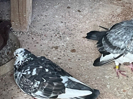 Pigeons