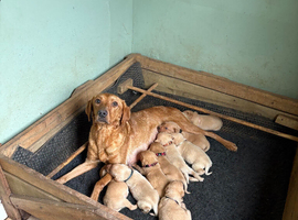 Kennel Club Registered Labrador Puppies &ndash; Working Lines