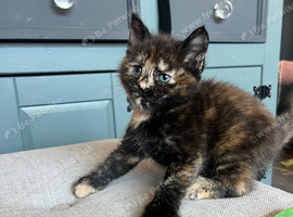 5 beautiful half Maine coon female kittens