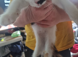 White ginger and black kitten for sale
