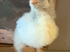 Brahma chicks available