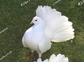 PURE WHITE FANTAIL PIGEONS/DOVES