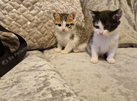 Kittens ready for homes tabby white black