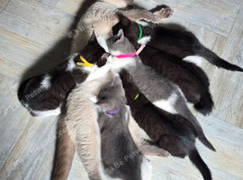 Cross bred British shorthair kittens