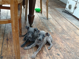 1 gorgeous whippet pup left