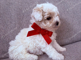 SMALL MALTIPOO PUPPIES