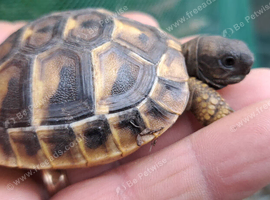 2026 Hatched Hermanns Tortoises For Sale