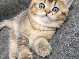 Scottish fold