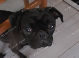 Pug X Puggle Gorgeous Tiny Puppies