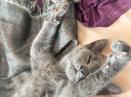 British shorthair kitten