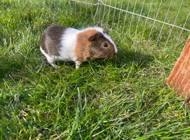 Baby male guinea pig