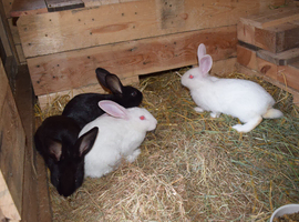 New Zealand rabbits in Craigavon