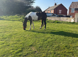 15.2hh Trotter Gelding looking for a new postcode!