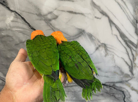 Hand-Rearing Baby Friendly Super Tame Caique Parrot