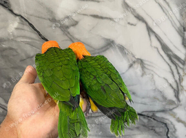Ready Now HandReared Friendly Super Tame Cuddly Caique Parrot,19