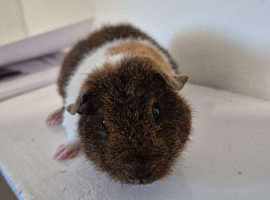 Boars for sale can deliver locally